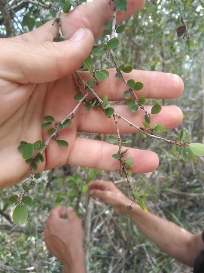 Flueggea verrucosa, photographed by Brian du Preez