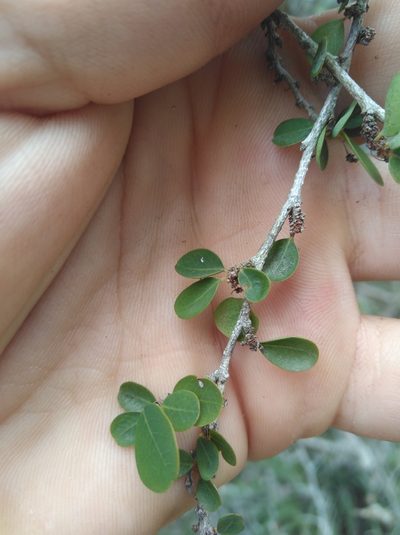 Flueggea verrucosa, photographed by Brian du Preez