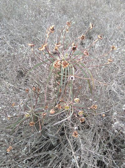 Euphorbia clava, photographed by Brian du Preez