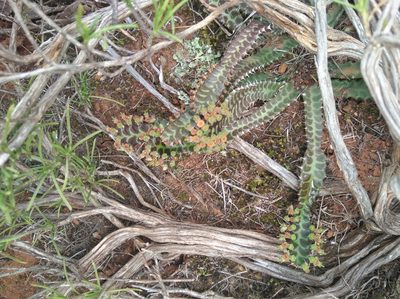 Euphorbia stellata, photographed by Brian du Preez