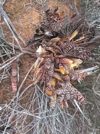 Gasteria bicolor, photographed by Brian du Preez