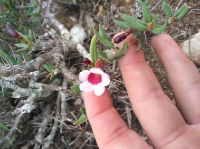 Pachypodium bispinosum, photographed by Brian du Preez
