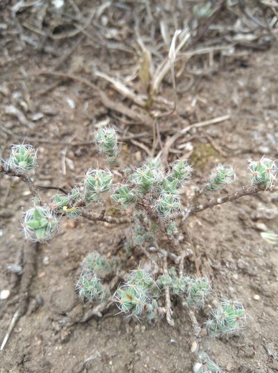 Trichodiadema intonsum, photographed by Brian du Preez