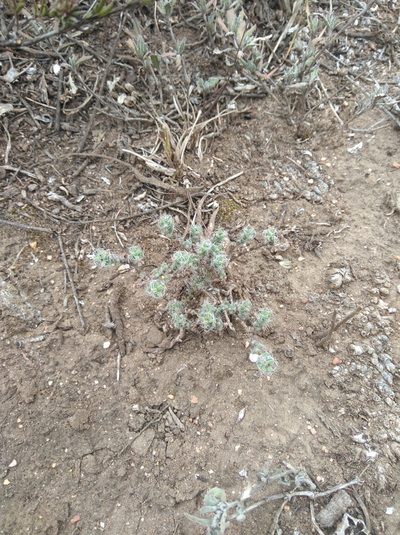 Trichodiadema intonsum, photographed by Brian du Preez