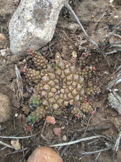 Euphorbia procumbens, photographed by Brian du Preez