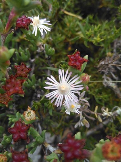 Ruschia recurva, photographed by Brian du Preez