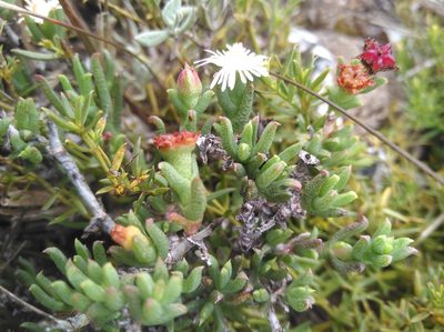 Ruschia recurva, photographed by Brian du Preez