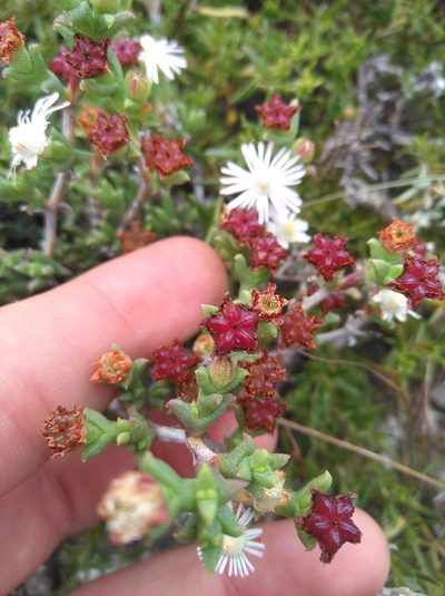 Ruschia recurva, photographed by Brian du Preez