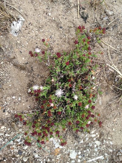 Ruschia recurva, photographed by Brian du Preez