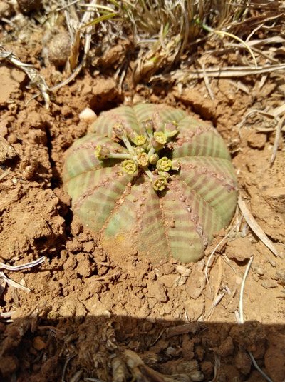Euphorbia meloformis, photographed by Brian du Preez