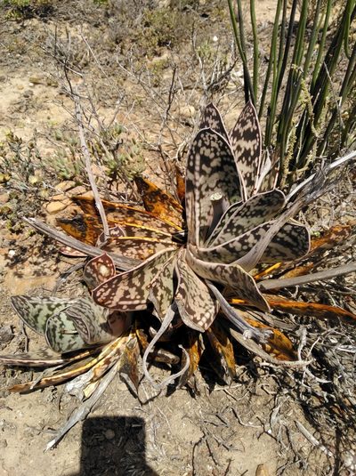 Gasteria bicolor, photographed by Brian du Preez