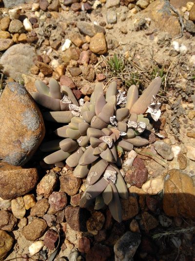 Corpuscularia lehmannii, photographed by Brian du Preez