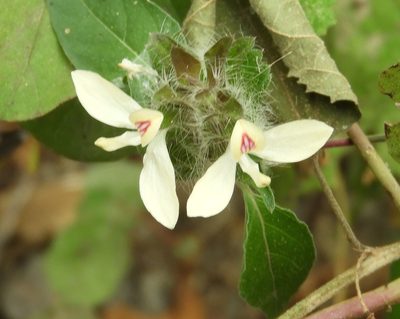 Carlowrightia arizonica, photographed by Francisco Farriols Sarabia
