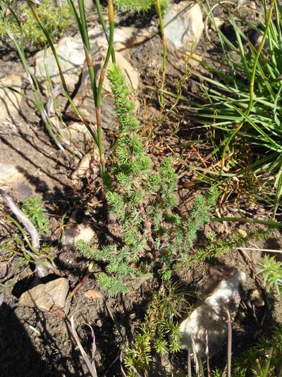Cliffortia cervicornu, photographed by Brian du Preez