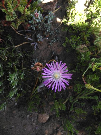 Lampranthus pocockiae, photographed by Brian du Preez