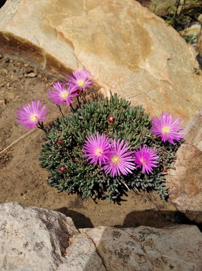 Lampranthus pocockiae, photographed by Brian du Preez