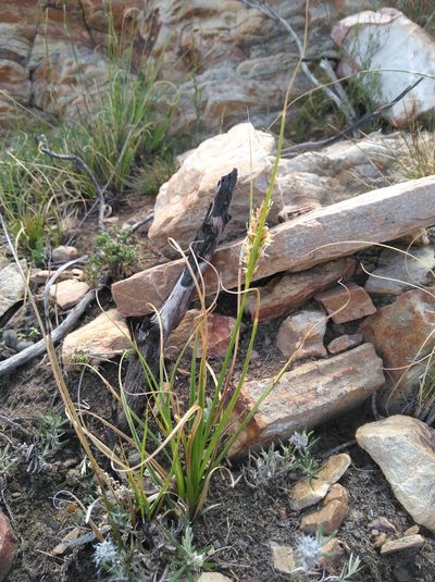 Carex capensis, photographed by Brian du Preez