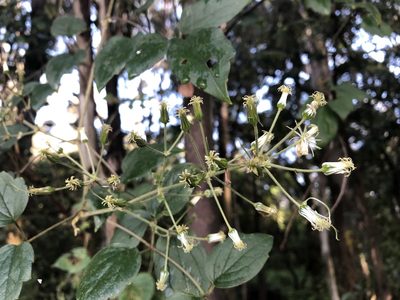 Clematis dioica, photographed by Luis F. Ramírez