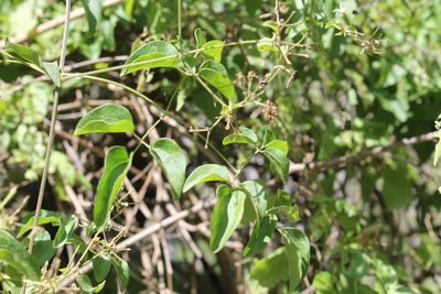 Clematis dioica, photographed by Viacheslav Shalisko
