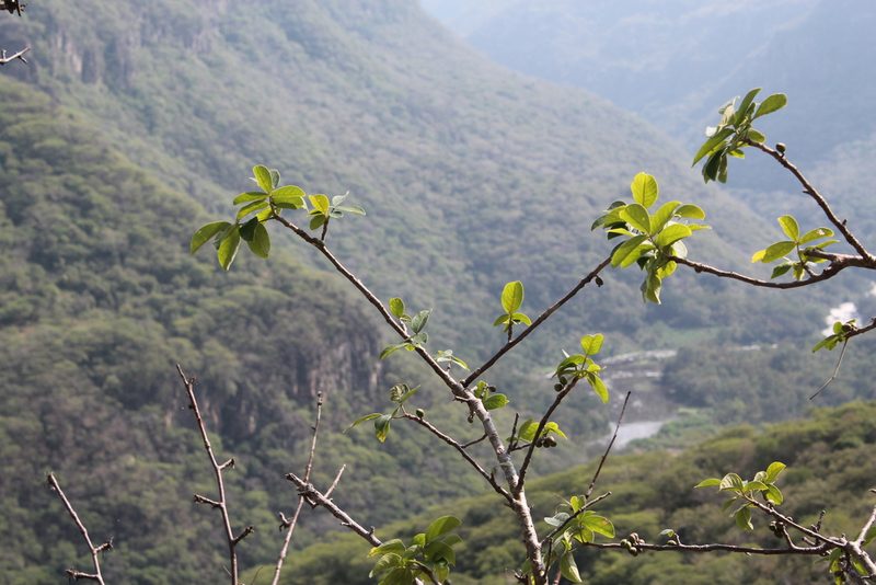 Bursera grandifolia, photographed by Viacheslav Shalisko