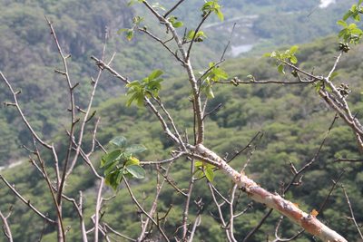 Bursera grandifolia, photographed by Viacheslav Shalisko