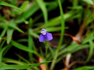 Burmannia pusilla, photographed by S.MORE