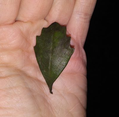 Baccharis glomeruliflora, photographed by Daniel Estabrooks