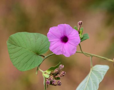 Argyreia sericea, photographed by S.MORE