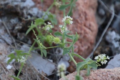 Echinopepon insularis, photographed by Millie Basden