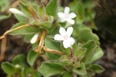 Dyschoriste setigera, photographed by Peter Warren