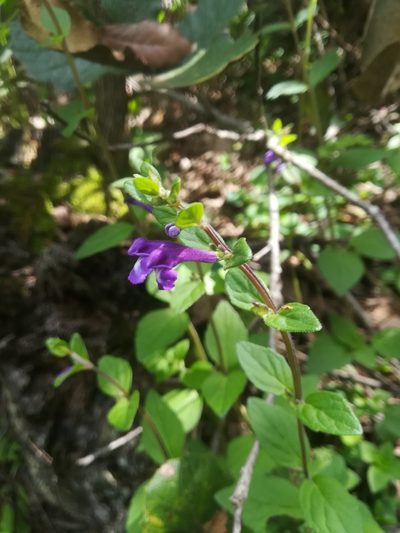 Scutellaria dumetorum, photographed by Erick Vélez Sánchez