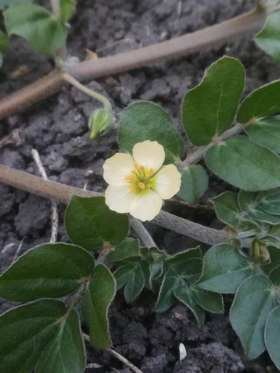 Kallstroemia rosei, photographed by Erick Vélez Sánchez