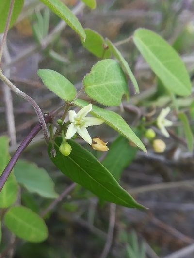 Metastelma lanceolatum, photographed by Erick Vélez Sánchez