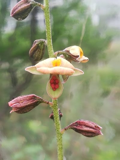 Pomaria glandulosa, photographed by Erick Vélez Sánchez