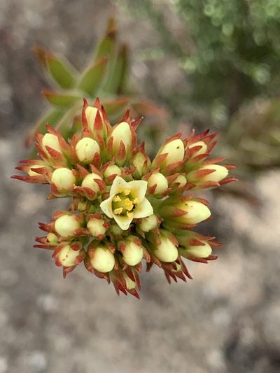 Crassula flava, photographed by Matthew Fainman