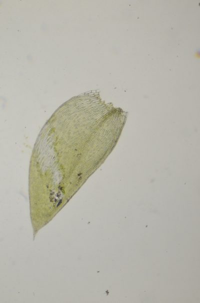 Plagiothecium laetum, photographed by Randal