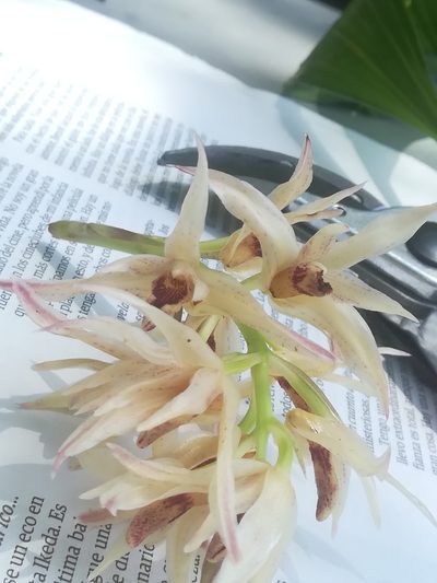 Xylobium elongatum, photographed by Erick Vélez Sánchez