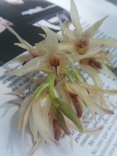 Xylobium elongatum, photographed by Erick Vélez Sánchez