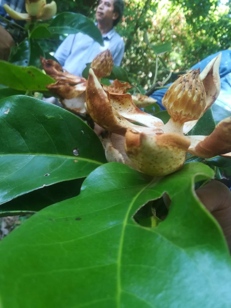 Magnolia lopezobradorii, photographed by Erick Vélez Sánchez