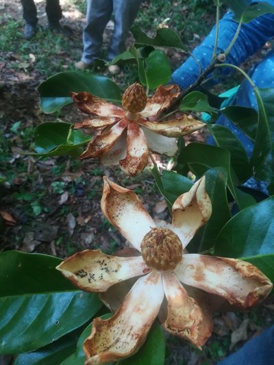 Magnolia lopezobradorii, photographed by Erick Vélez Sánchez
