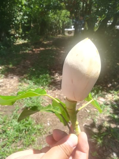 Magnolia lopezobradorii, photographed by Erick Vélez Sánchez