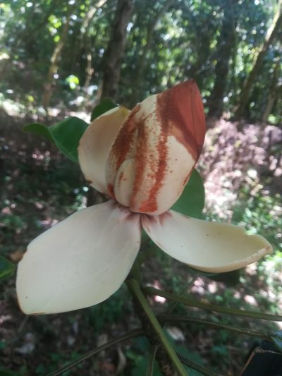 Magnolia lopezobradorii, photographed by Erick Vélez Sánchez