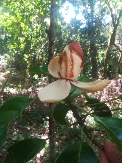 Magnolia lopezobradorii, photographed by Erick Vélez Sánchez