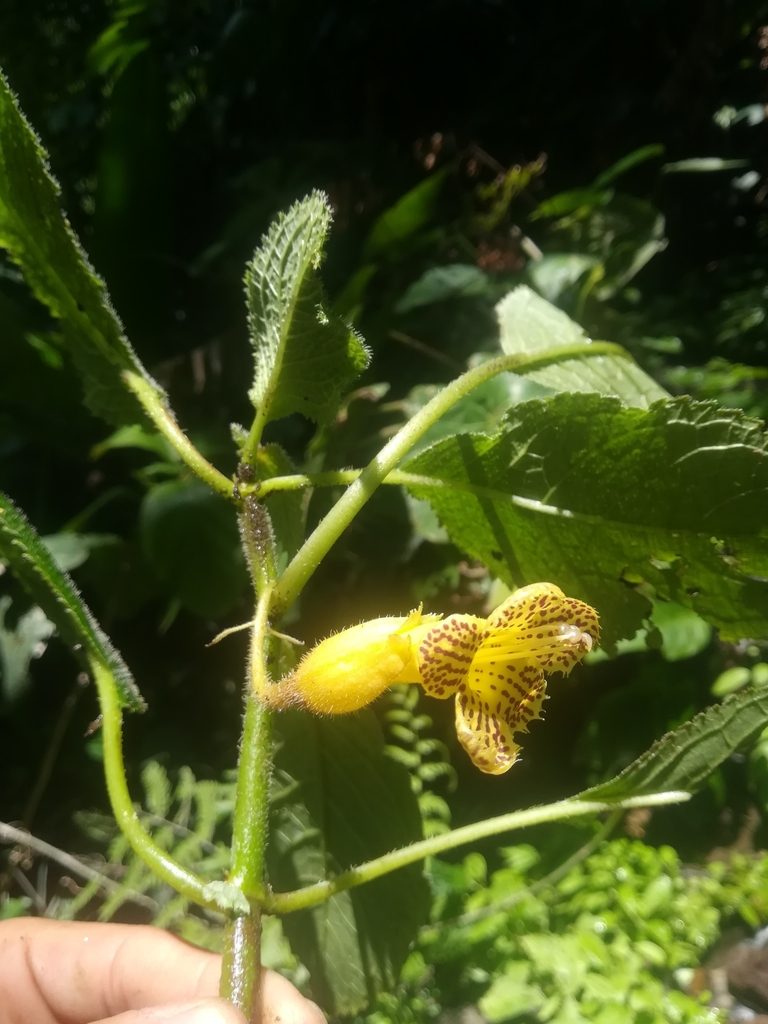 Solenophora tuxtlensis, photographed by Erick Vélez Sánchez