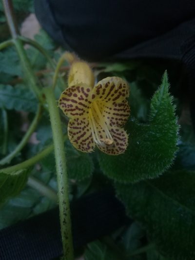 Solenophora tuxtlensis, photographed by Erick Vélez Sánchez