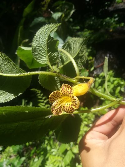 Solenophora tuxtlensis, photographed by Erick Vélez Sánchez