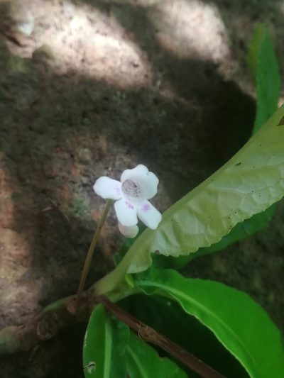 Tetranema roseum, photographed by Erick Vélez Sánchez
