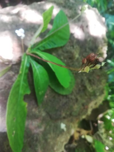 Tetranema roseum, photographed by Erick Vélez Sánchez