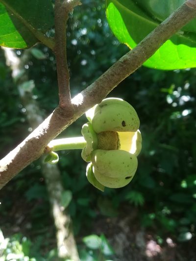 Cymbopetalum baillonii, photographed by Erick Vélez Sánchez