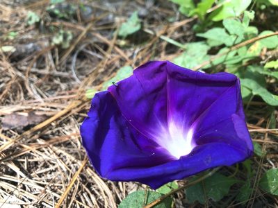 Ipomoea laeta, photographed by Luis F. Ramírez
